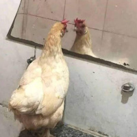 A risada mortal do peru - Episódio 81