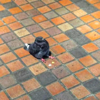 Pombo é um mamífero diferenciado - Episódio 47