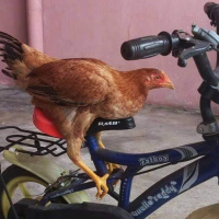 Vamos comemorar a segunda-feira - Episódio 27