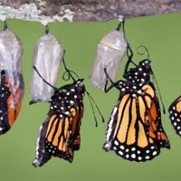 Café Brasil 663 – A crisálida