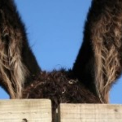 Café Brasil Podcast