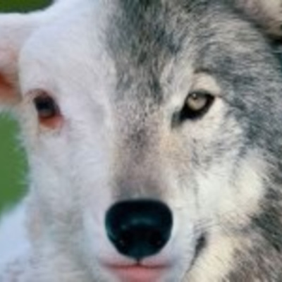 Café Brasil Podcast