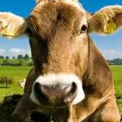 Café Brasil Podcast