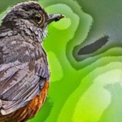 Café Brasil Podcast