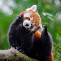 Primeiros Segundos #13 - Pulga