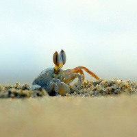 Primeiros Segundos #4 - 20 mil