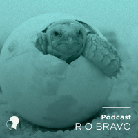 Podcast 621 – José Antônio Scodiero: A Baita e o processo de aceleração de startups