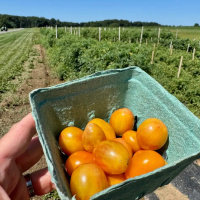 Branded fruit: How produce got “Honeycrisp-ified
