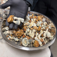 A trip to the magic mushroom megachurch