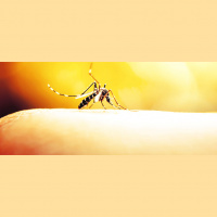 The Zika Outbreak in Florida: What’s the Risk?