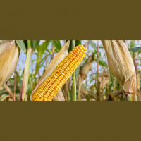 Corn Cobs and Generators: A Revolutionary Way to Light up Haiti