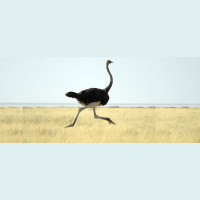 What Ostriches Can Teach Us About Risk
