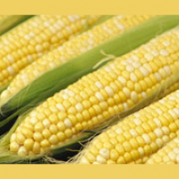 An Earful on Ethanol: Rising Food Prices Inefficient Production and Other Problems