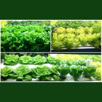 Why Venture Capital Likes Modular Farming