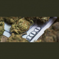 The Pot Paradox: Can the U.S. Fix Its Conflicting Policies?