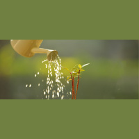 Green Evolution: How Business Is Joining the Environmental Vanguard