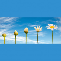 Late Bloomers: Why Good Things Come to Those Who Wait