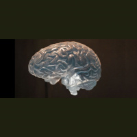 What Social Networks Can Teach Us about How the Brain Works