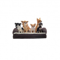 What’s My Dog Thinking? Getting Inside Fido’s Head