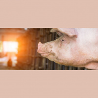 China’s Pork Industry: A New Effort to Help Farmers Modernize
