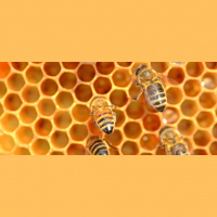 How Honeybees -- and Humans -- Are Being Stung by Environmental Problems