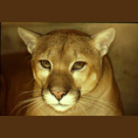 Pumas Planets and Pens: How Cues in the Environment Influence Consumer Choice