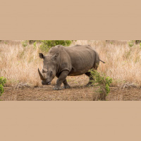 How Tech Companies are Helping to Curb Wildlife Trafficking