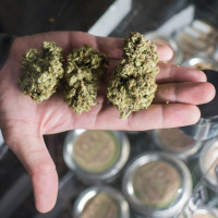 Cannabis in the US moves from black to white