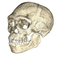 Oldest human remains found in Morocco