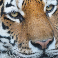 Can innovative finance help save the world’s wildlife?