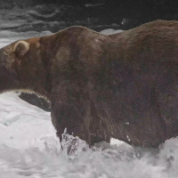 The Happy Pod: Fat Bear Week returns