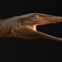 The Happy Pod: Former teacher celebrated as a crocodile