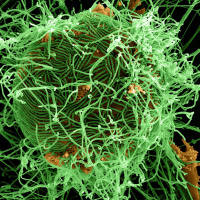 What we know about latest Ebola outbreak