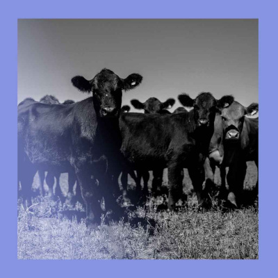 The Economist Radio (All audio)