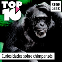 TOP 10 – Curiosidades sobre chimpanzés