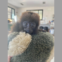 Zoológicos usam pelúcias para acalmar animais que sofrem rejeição após nascimento