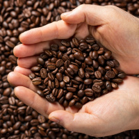 Cafeicultores de cidades do Sul de MG contabilizam prejuízos após temporal com granizo