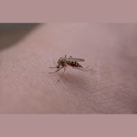 Brasileiro que fabrica mosquito para combater Aedes aegypti entra na lista dos cientistas mais influentes da Nature