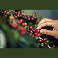 Produção melhor e estoques equilibrados podem conter alta do café em 2026, diz Abic