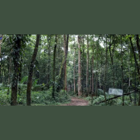 Arrancar uma flor ou jogar casca de fruta no chão: práticas em parques nacionais podem render multa