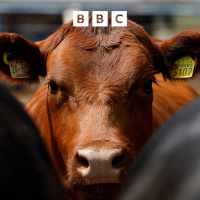 Follow the money: The beef with US beef