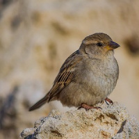 Projetos com vidros transparentes provocam mortes de passarinhos