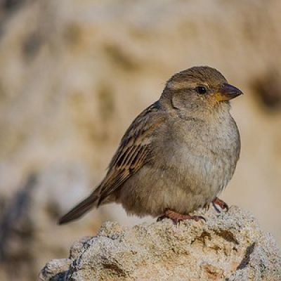 Mundo Sustentável - André Trigueiro