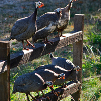 S2, The State v. Joey Watkins - Addendum 7 - Suspect Behavior