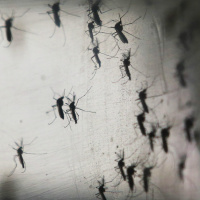 The Zika Effect