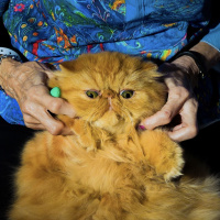 The Cat Ladies Havent Forgotten