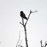 This ‘fairyland’ bog is a beacon for winter birders – and a sponge for the climate