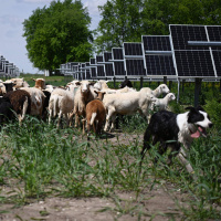 Reverse Course: Sheep meet solar, AI detects wildfires