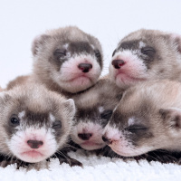 Reverse Course: Cloning, tracking and rebuilding to save animals on the brink