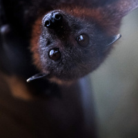 The rare bats that helped spark a conservation movement